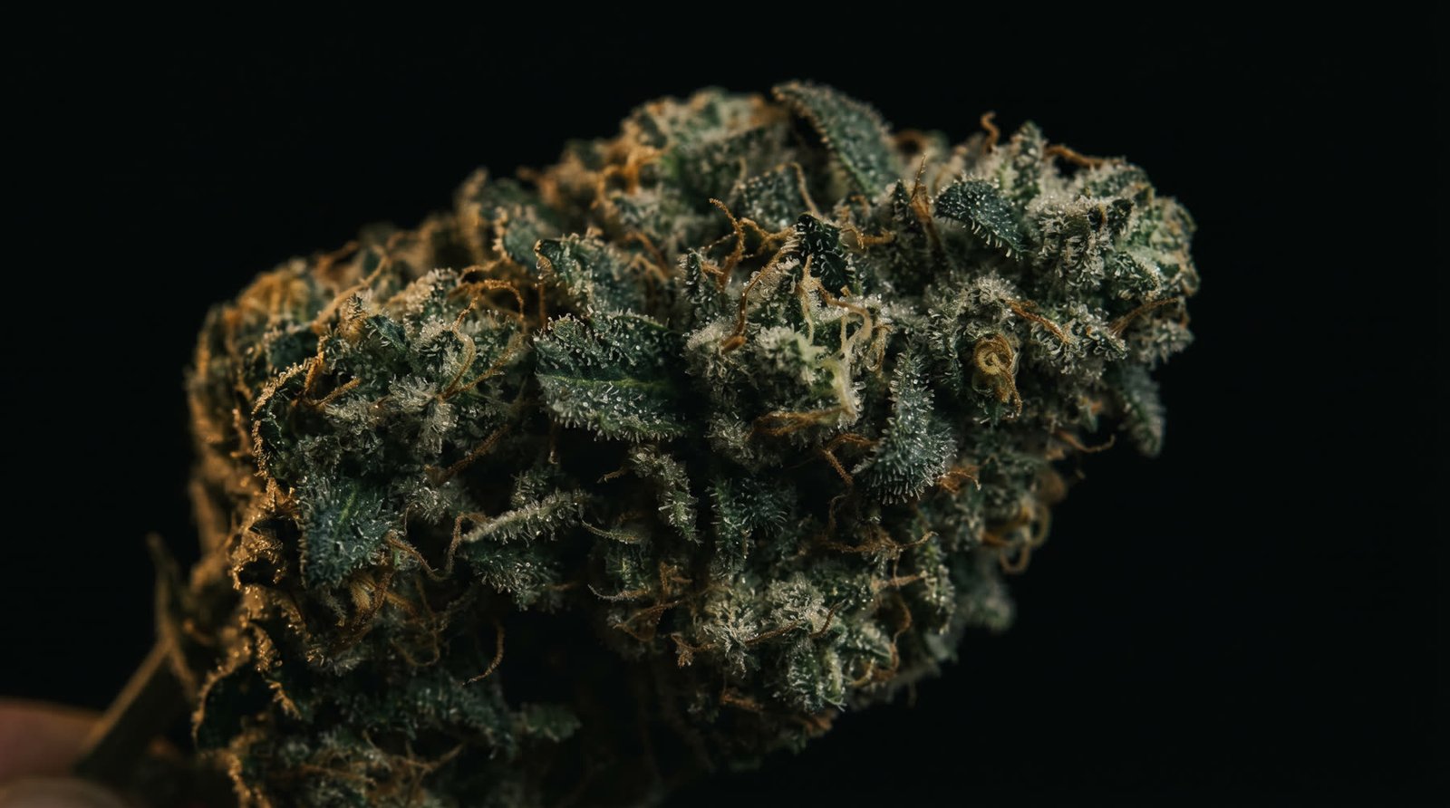 Macro close-up of a frosted cannabis flower